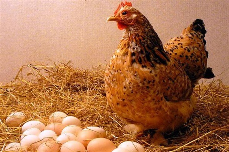 Причины, влияющие на яйценоскость кур