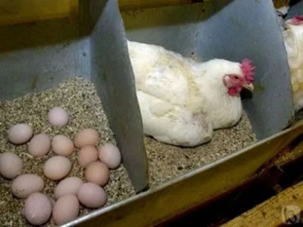 плохая яйценоскость кур
